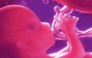 胎儿性器官已经发育得足够成熟,用肉眼就能辨别性别了,当然,b超更能