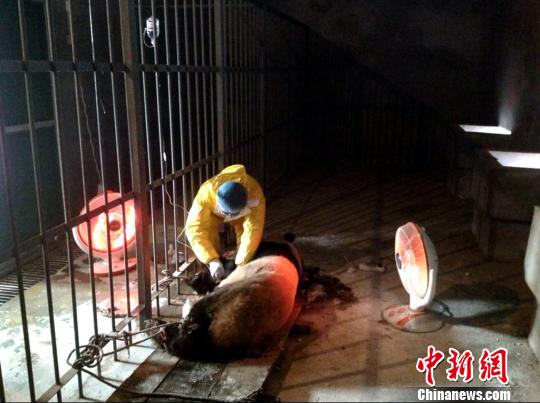 图为大熊猫“大宝”。 陕西省珍稀野生动物抢救饲养研究中心 摄