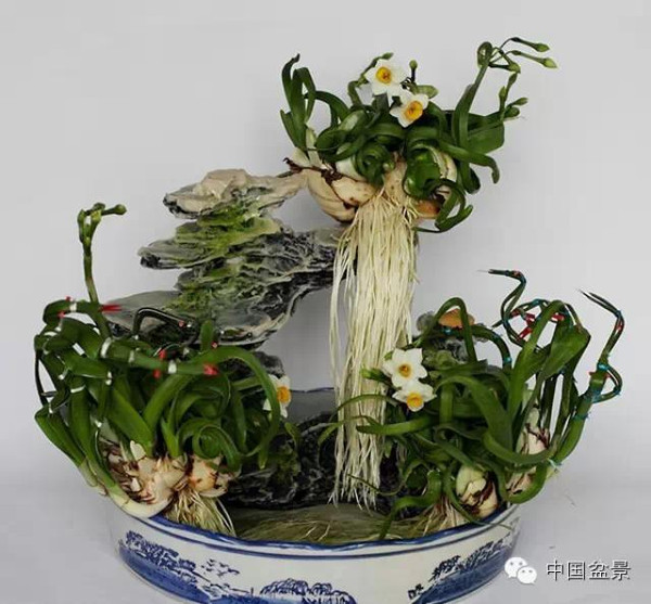 水仙花盆景与盆友自荐新作欣赏
