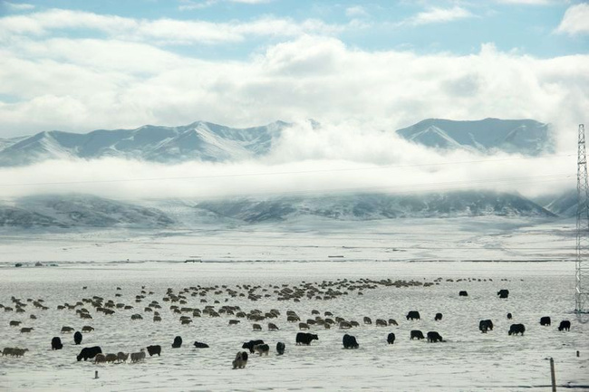 青海冬季的雪景究竟有多美组图