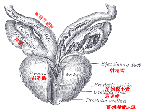 输精管局部解剖模式图【相关知识】精囊位于前列腺后方,输精管壶腹