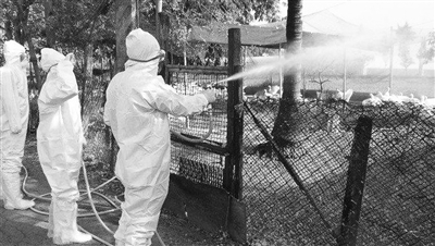 台湾嘉义县家畜疾病防治所人员，12日早上到县内某养鹅场消毒。