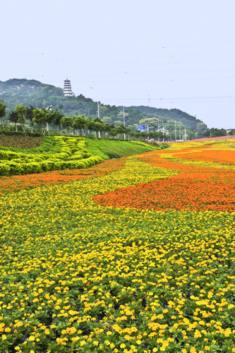 美丽的花季_漳州郊野公园缤纷花海.