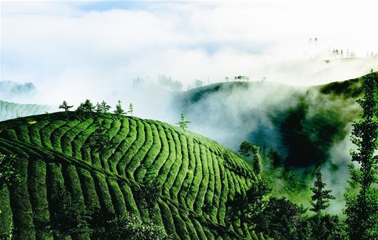 媒体滚动_搜狐资讯 图为:茶乡的早晨恩施州鹤峰县木耳山茶园风