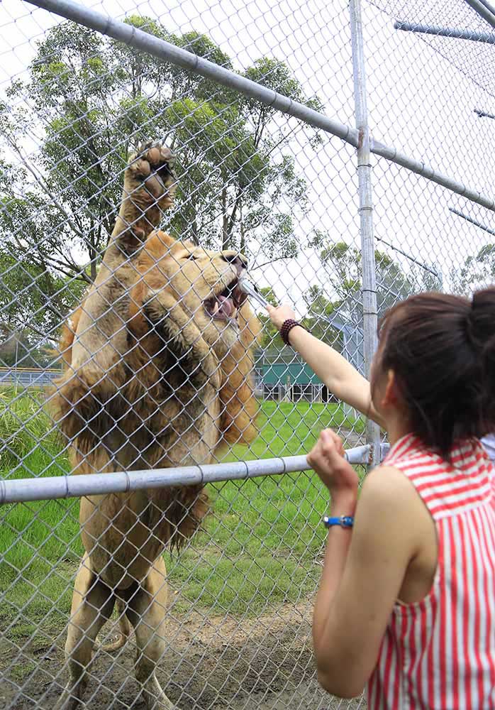 动物园中还可以喂狮子