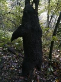 被猎杀的黑熊。（图片均为警方提供）