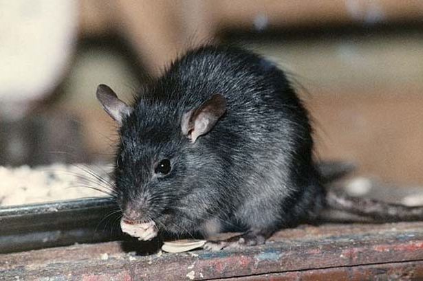 英国一收容所现变异老鼠:长达60厘米 不怕鼠药