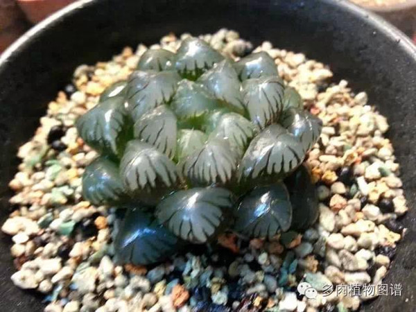 寻找真正的冰灯玉露