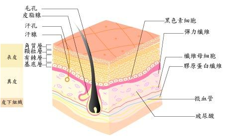 吃猪蹄真能补充胶原蛋白么