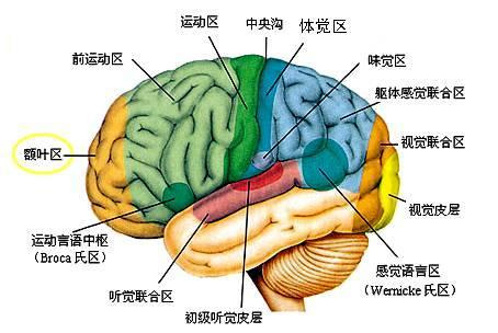 2016年心理学考研知识点之大彩色脑结构图