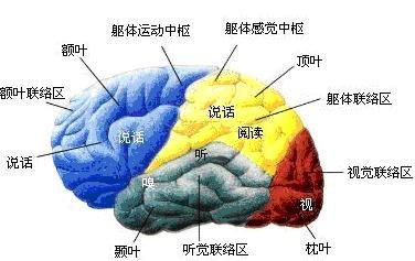 2016年心理学考研知识点之大彩色脑结构图_考研数学视频