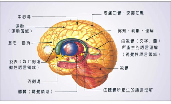 2016年心理学考研知识点之大彩色脑结构图