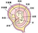 孕期 胎儿发育   怀孕三个月胎儿发育过程图   怀孕9周胎儿图   怀孕