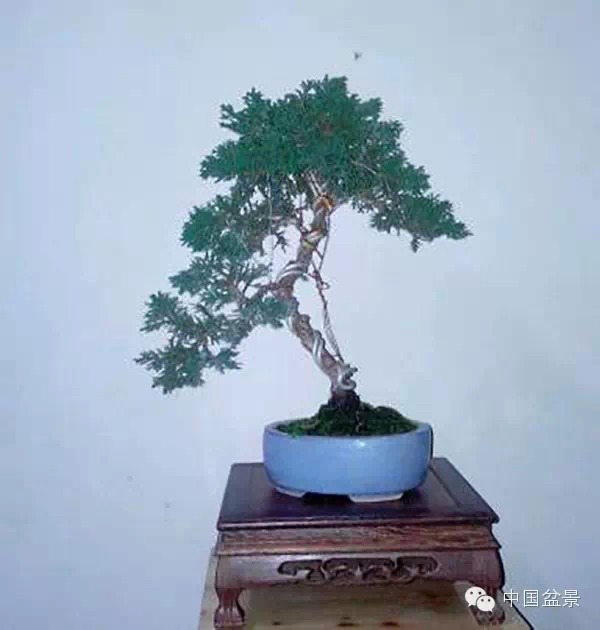 山东淄博盆友@憩园春自荐对节白蜡盆景如下
