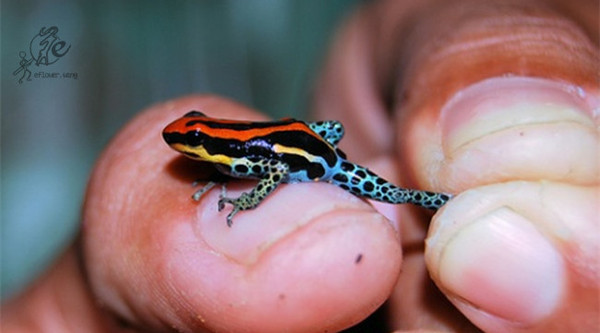 箭毒蛙是生活在热带雨林的一种即美丽又剧毒的青蛙.