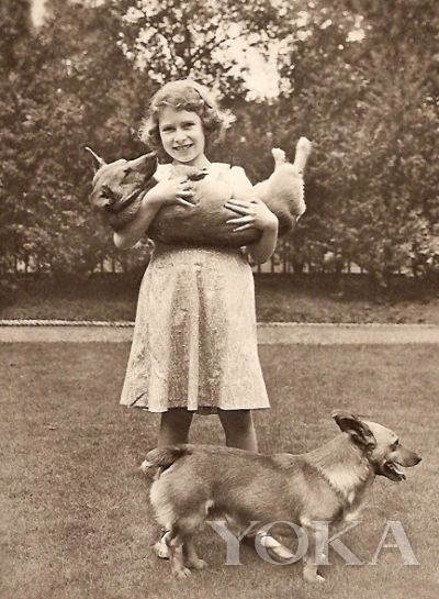 女王从7岁开始养2只柯基犬