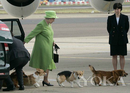 在女王执政期间她早已把柯基犬当成王室一员，并不再引进其他犬种