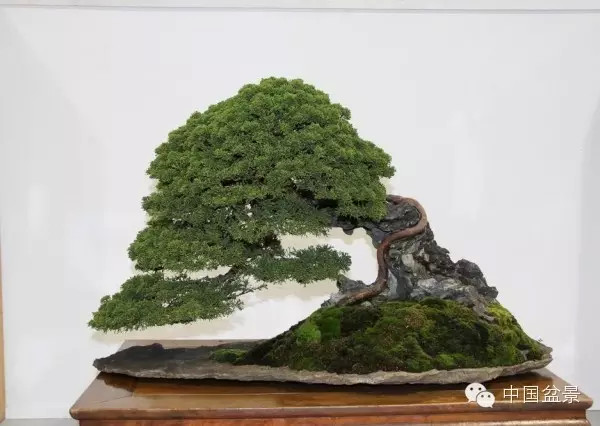 福建泉州盆友@知止自荐盆景如下:湖北荆州盆友@终南山自荐盆景如下