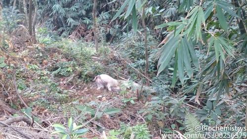 莲芳水库附近旗山森林公园登山路草丛中出现死猪。