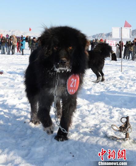 新疆青河县雪地举办哈萨克"牧羊犬"大赛(组图)