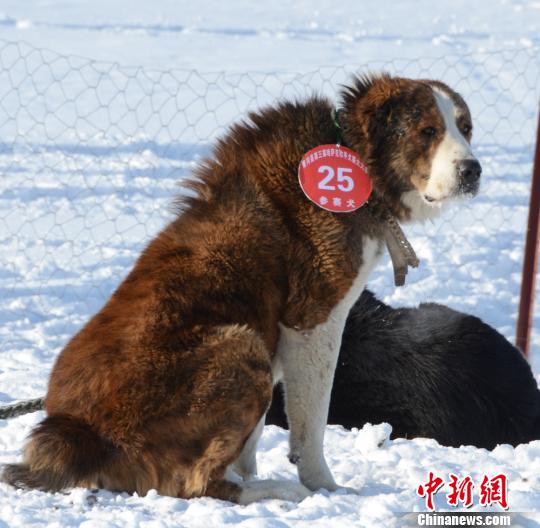 新疆青河县雪地举办哈萨克"牧羊犬"大赛(组图)