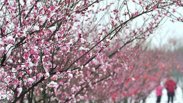 2月7日去参加第三届南昌梅花节