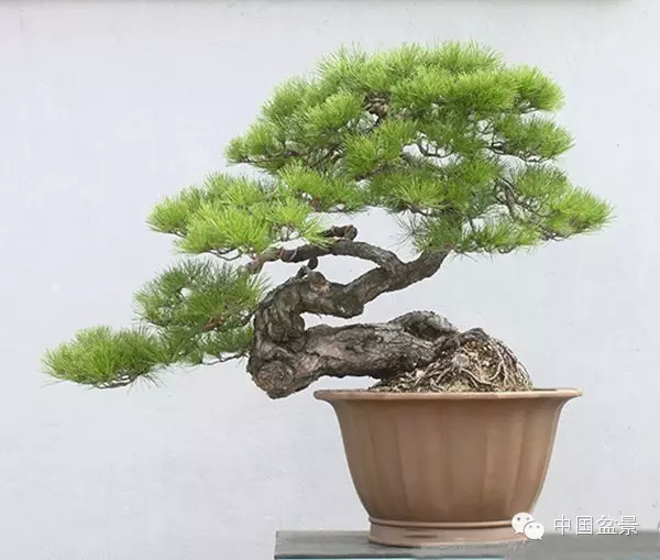 日本盆栽艺术欣赏