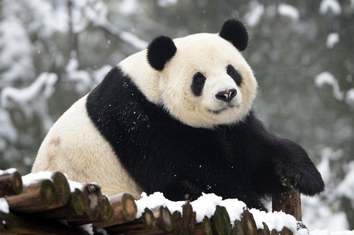 大熊猫雪中热舞 根本停不下来
