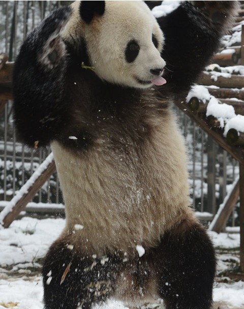 洁白的雪花铺在大地上,让生活在这里的大熊猫"伟伟"十分兴奋,在雪中