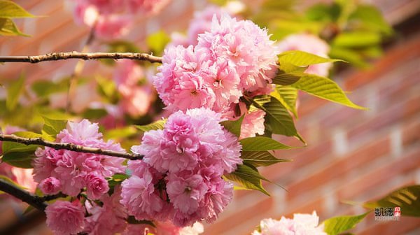 3月份不用去日本了, 来贵州看樱花