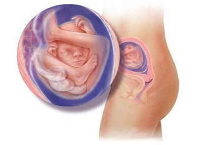 孕期胎儿40周发育过程图
