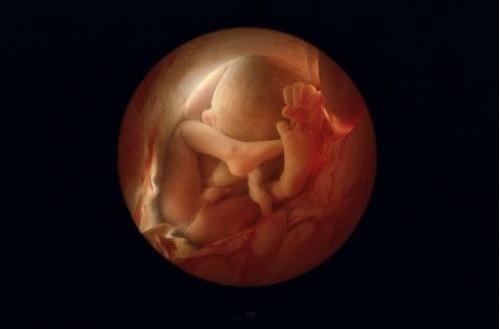 女性人工授精及受精卵发育成胎儿全过程!