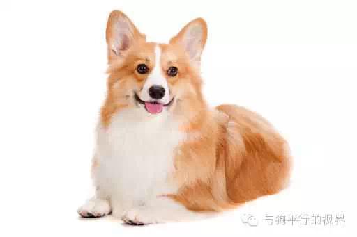 查克:你适合养哪一种犬,中型犬篇
