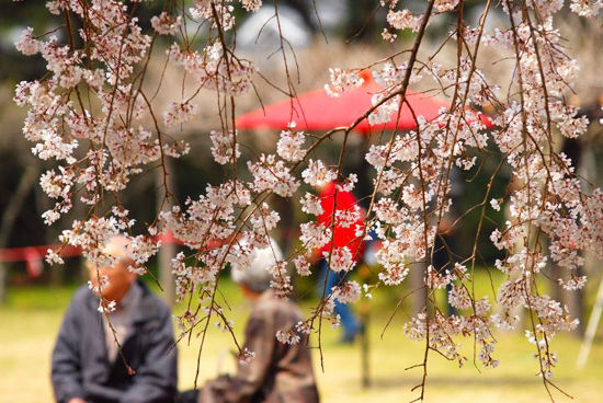 三月花见 从九州到奈良一路赏樱(组图)