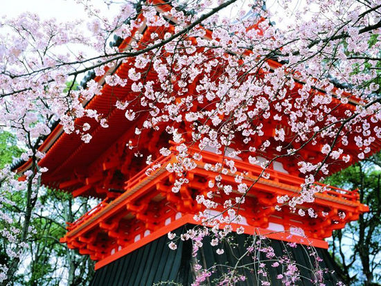 三月花见 从九州到奈良一路赏樱(组图)