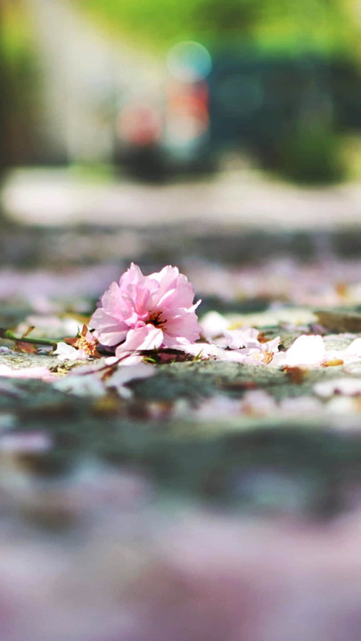 人生是一场见证, 见证一场又一场春夏秋冬, 花开花落.