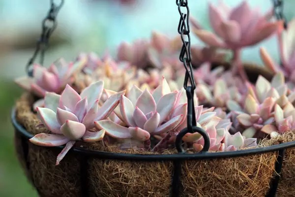 【情人节快乐】以爱为名的多肉植物