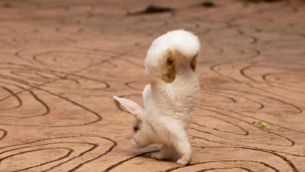 广西兔子倒立行走被赞兔坚强 因先天残疾只用前脚走