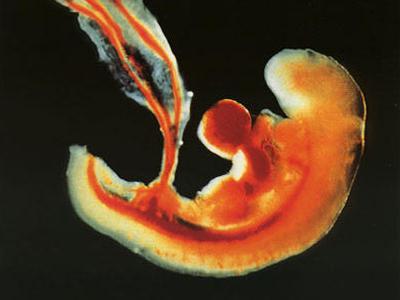 从精子与卵子结合发育成婴儿全过程!太美丽了