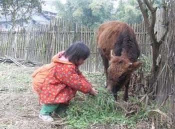 5岁小女孩没人要,为上学自己挨饿养鸡赚钱,浅谈儿童保护!