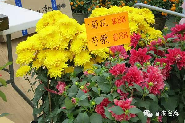 2015年香港迎春节花市~没花怎么算过年呢
