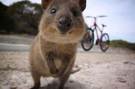 短尾矮袋鼠,是澳洲的一个濒危物种,应该是世界上最开心的动物了