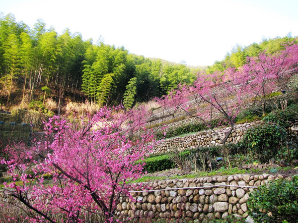 春天来了,黄山花谷百株梅花美丽绽放