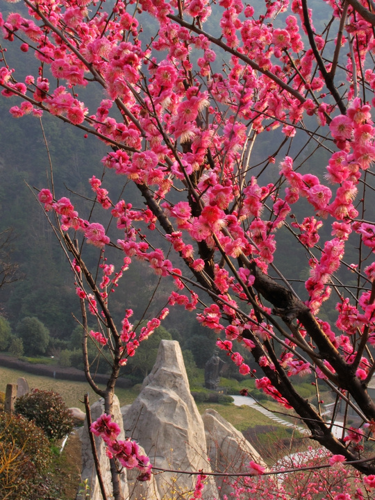 春天来了,黄山花谷百株梅花美丽绽放