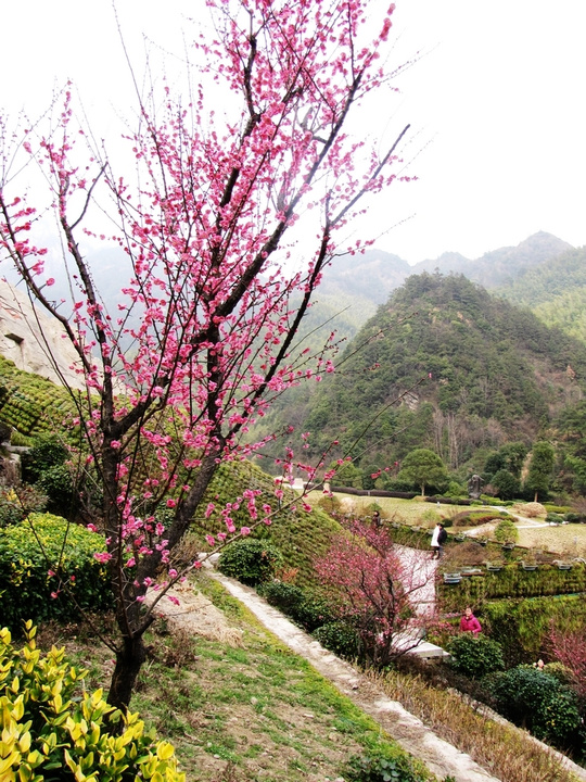 春天来了,黄山花谷百株梅花美丽绽放