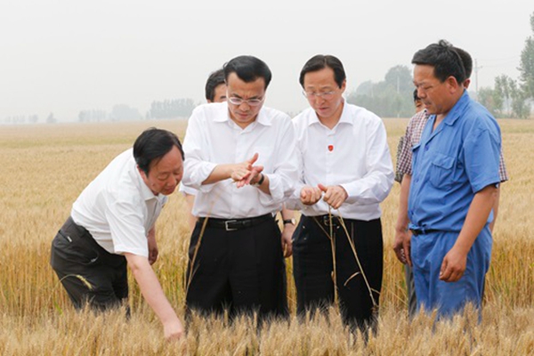 （2013年6月7日，李克强在河北省邯郸县裴堡东村察看麦收情况。他说，小麦是夏粮的主要品种、是填饱肚子的口粮，小麦增收不仅会使农民增收，也会使天下安心。 ）