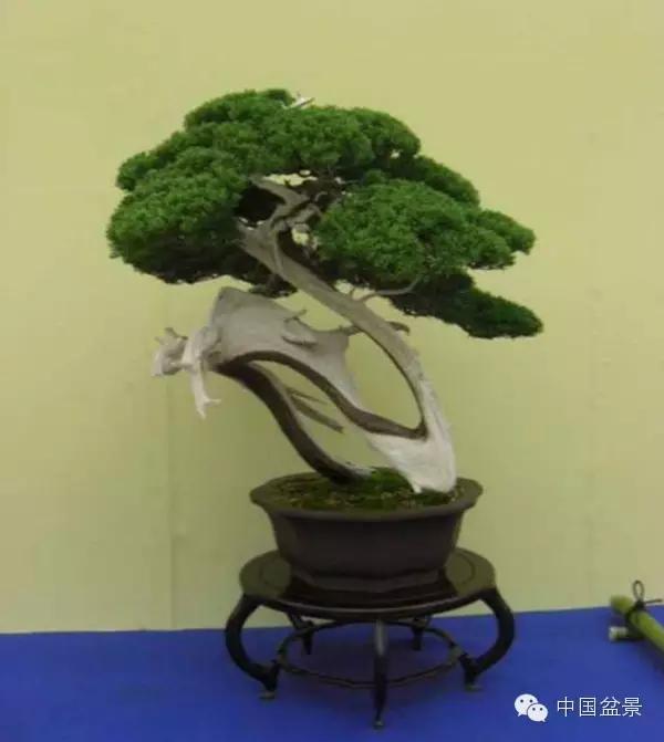 日本盆栽艺术繁荣的奥秘