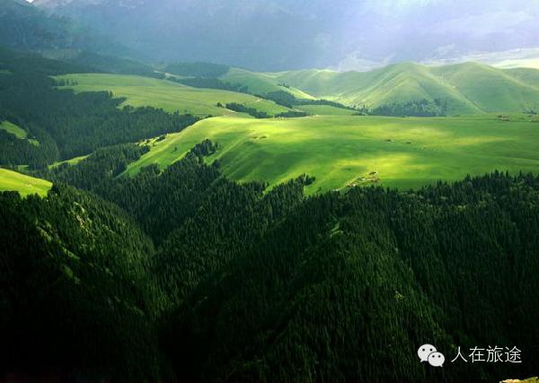 中国最美森林-天山雪岭云杉林