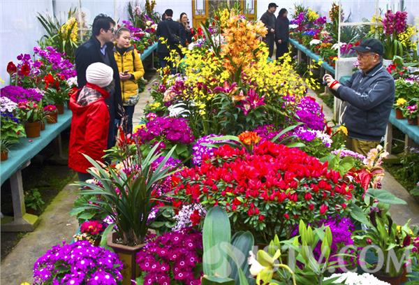 南京春花展 百花盛开迎游客(组图)