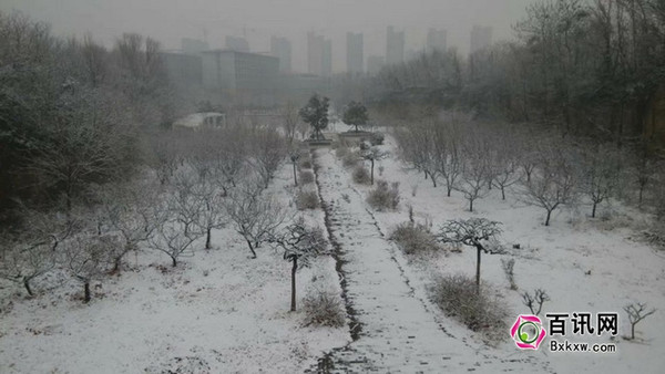 2015年郑州市首场降雪 河南医专校区雪景银装